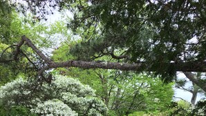 A pathway through a garden with various plants and a person walking. - Weekly Discount available! 4 Bedroom, 2 Bathroom, Walking Distance To Town (Southwest Harbor)