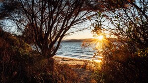 Un sendero bordeado de árboles y arbustos que conduce a la playa.