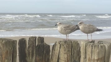 Plage à proximité