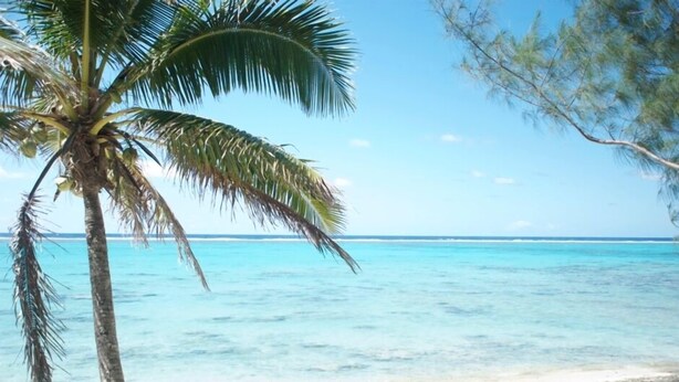 A beach with clear turquoise water and a palm tree. - Mac's Shack - Titikaveka (Titikaveka)