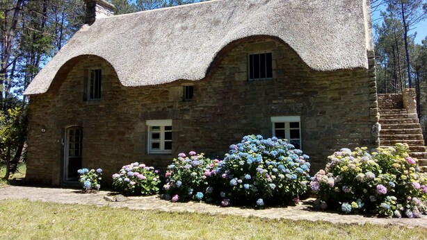 A stone house with a thatched roof, surrounded by a garden with hydrangea bushes.