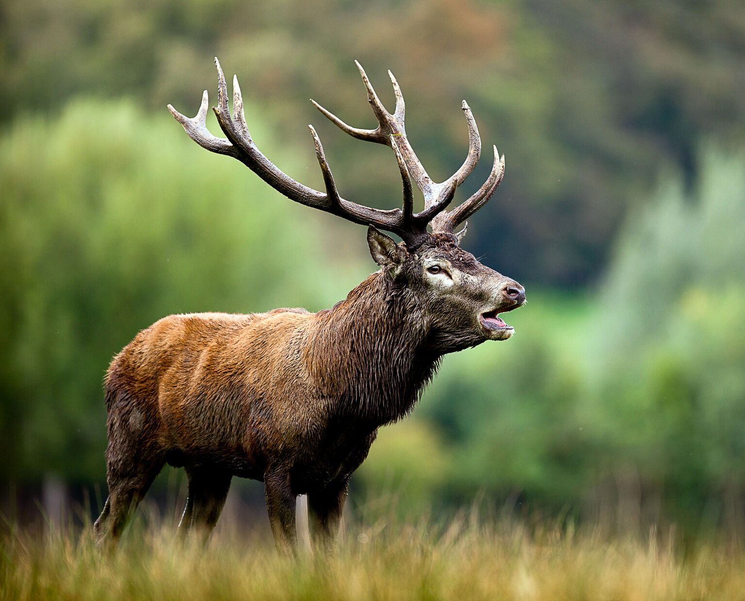 En automne, le brame du cerf, riche faune et flore sur la propriété