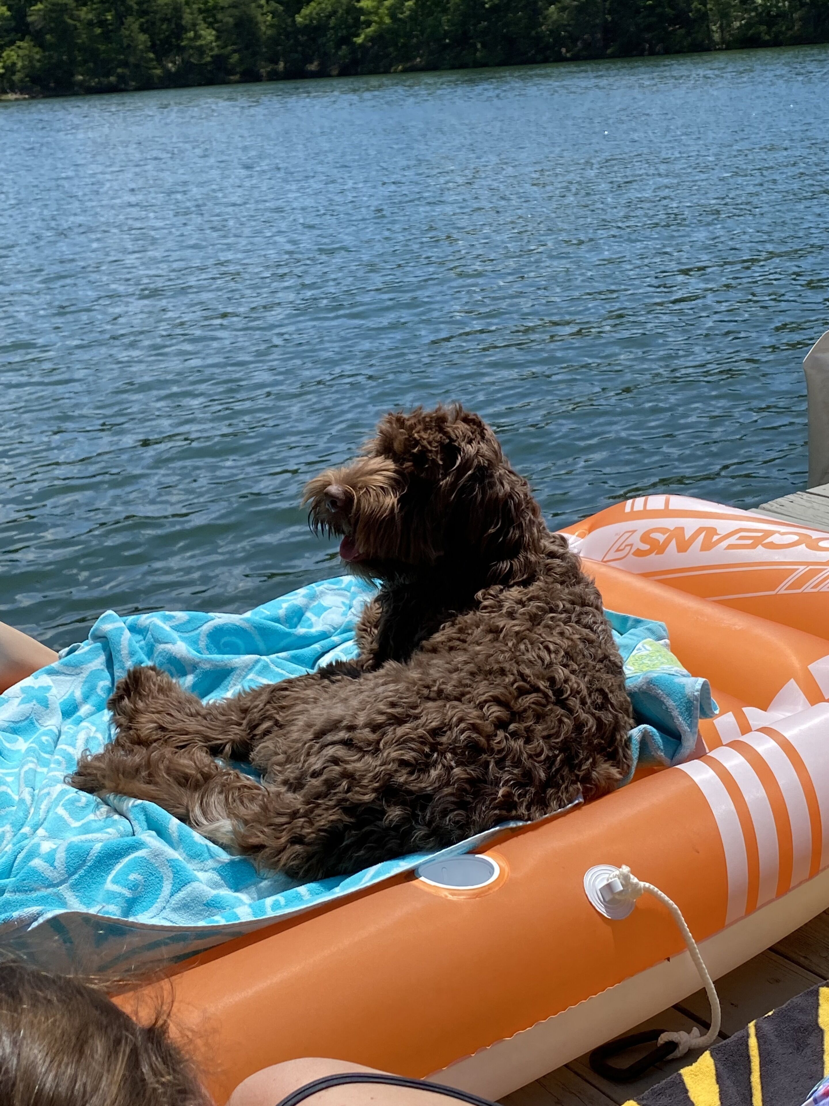 A dog lying on an inflatable boat with a blue towel, floating on a body of water.