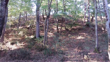 A forested area with tall trees and a ground covered in dry leaves.
