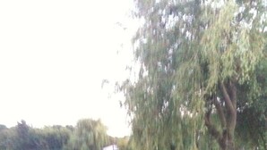 Um lago tranquilo com um salgueiro-chorão e uma casa pequena ao fundo.