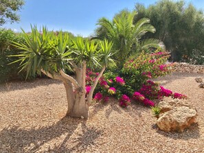 Property grounds - Modern, spacious, private, views of olive groves and sunset from pool house (Binibequer)