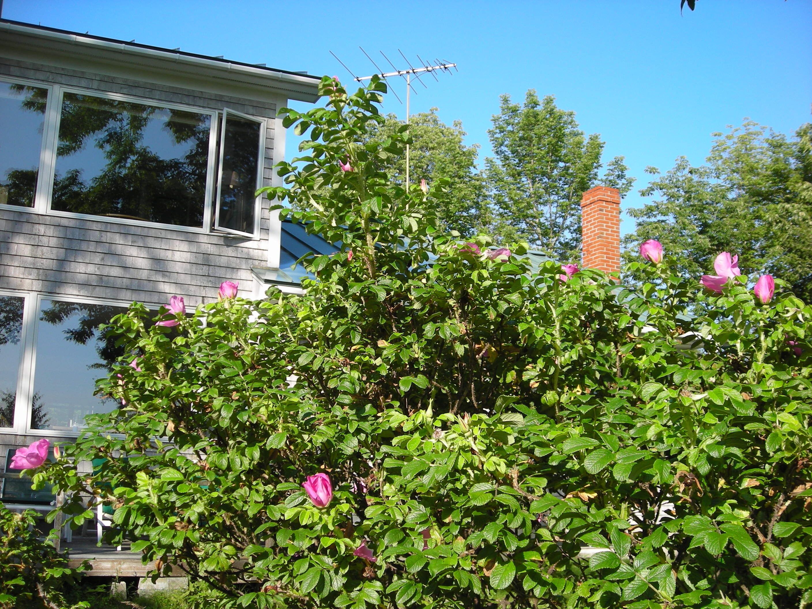Cottage for Six on the Waters of Eggemoggin Reach