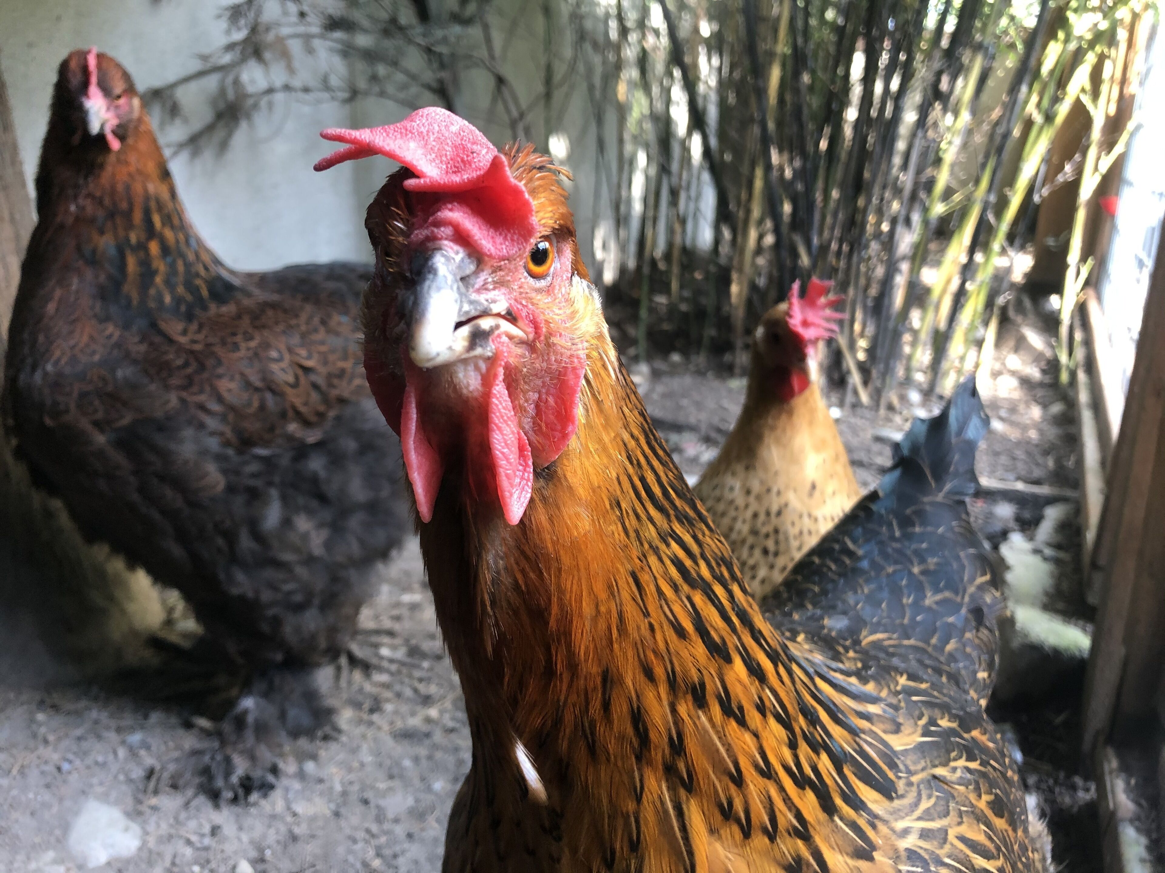 A close-up of a rooster with a red comb and wattles, surrounded by other chickens in a coop.