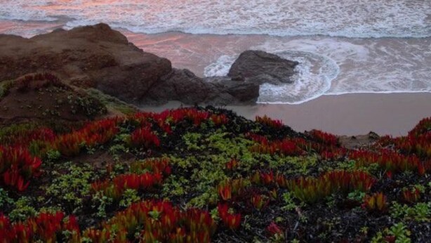 Un paisaje costero con atardecer, terreno rocoso y vegetación rojiza.