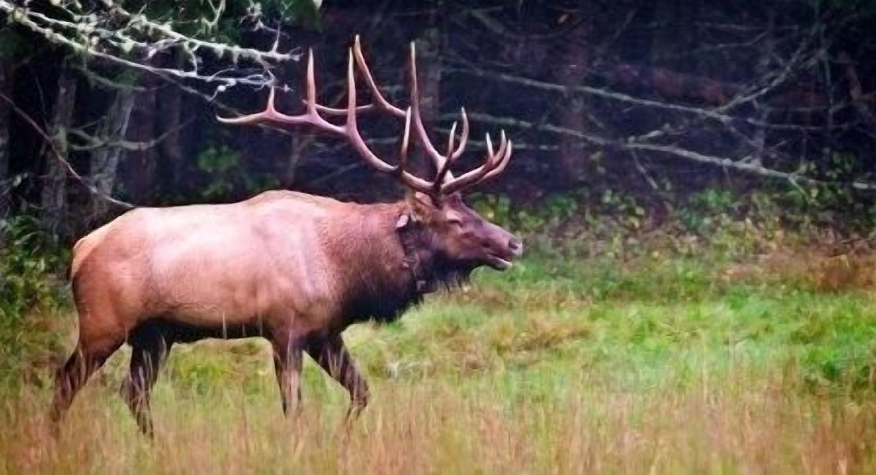 A large elk with prominent antlers in a grassy field.