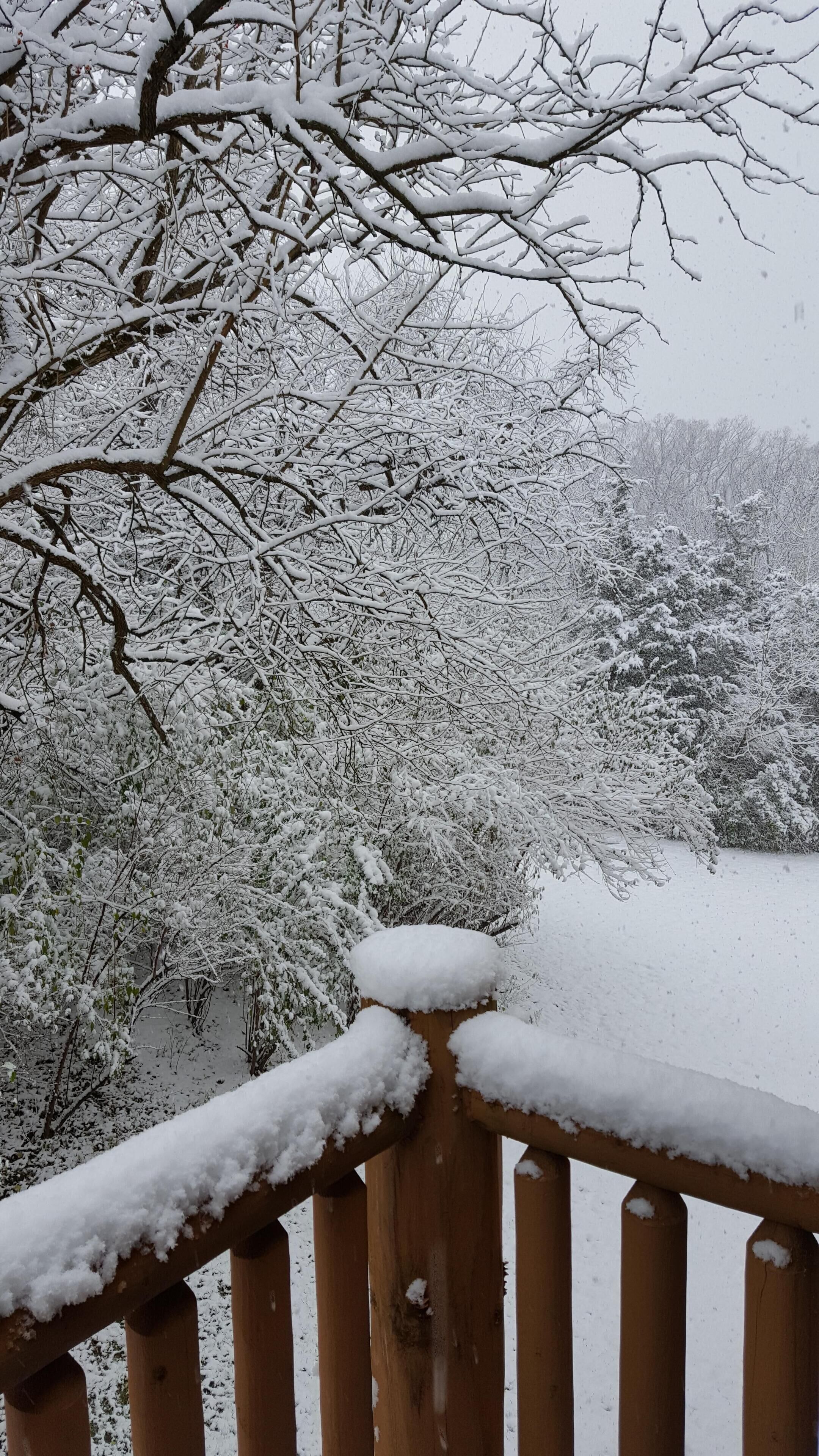 back yard from balcony 