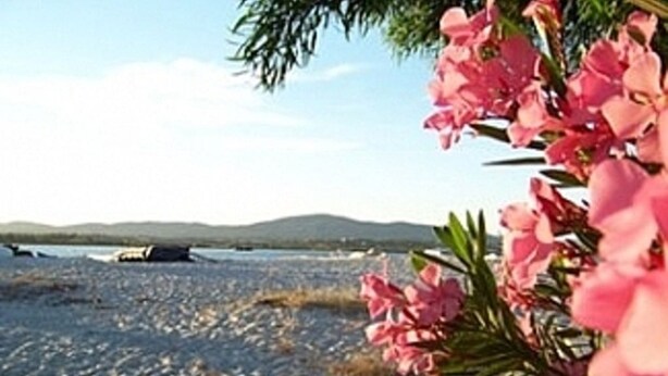 A beach with a boat in the distance, a clear sky, and pink flowers in the foreground. - Beach House in a fantastic location With Stunning Views.  (algarve)