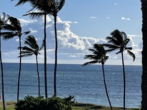 Ein Strand mit Palmen und dem Meer.