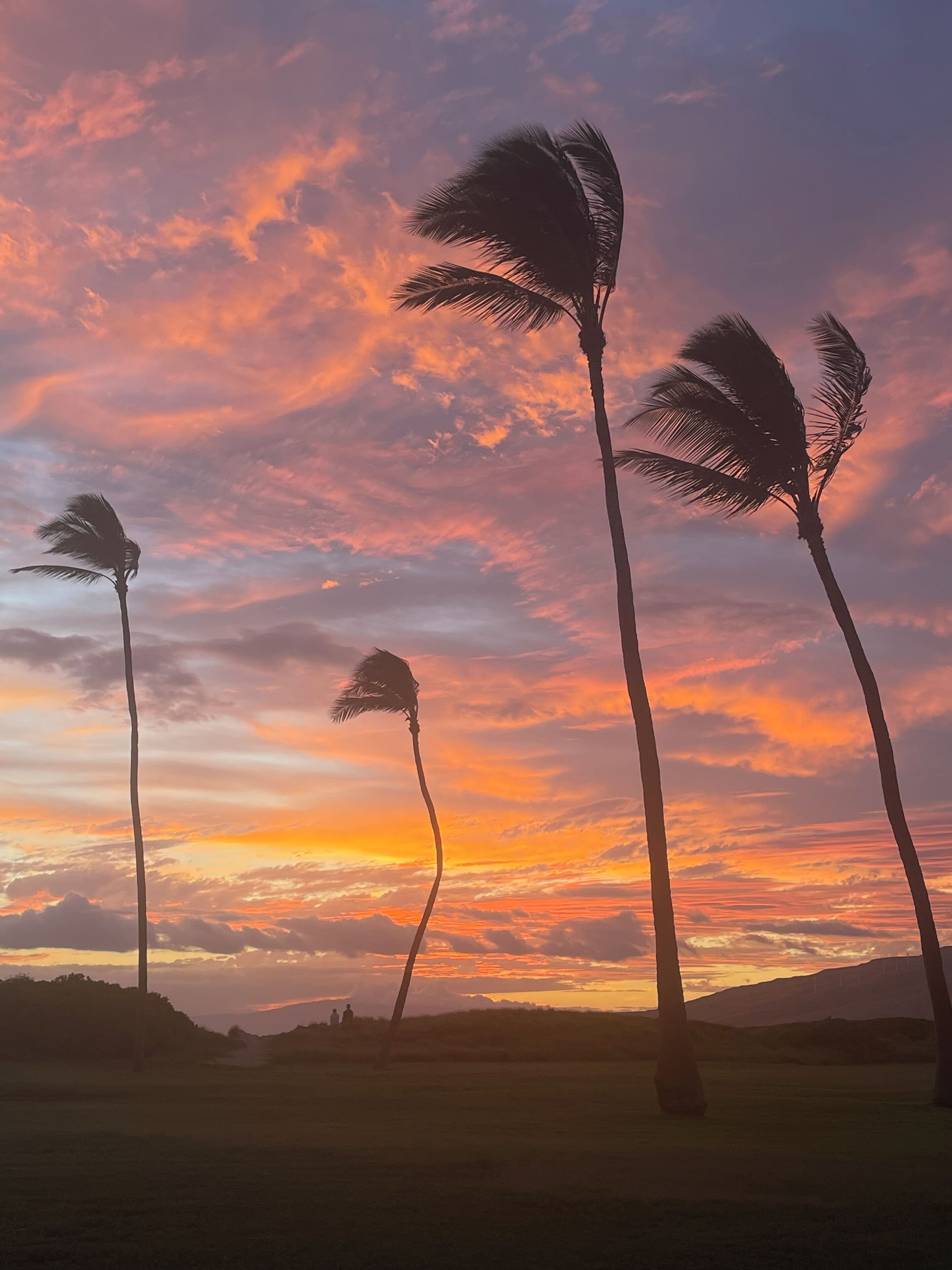 Un coucher de soleil avec des palmiers se détachant en silhouette sur un ciel aux couleurs vives.
