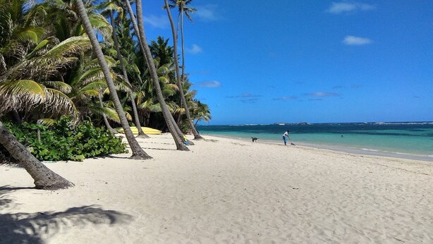 Une plage bordée de palmiers, avec une eau d’un bleu limpide et un rivage sablonneux.
