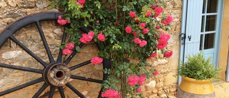 A stone wall with a large black wheel, pink roses, and a yellow planter.