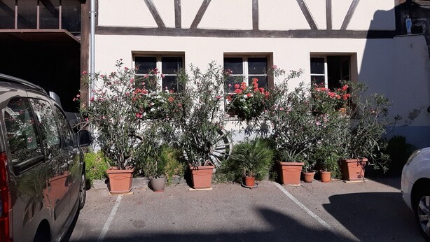 Ein Gebäude mit heller Fassade und dunklen Holzbalken. Vor den Fenstern stehen Kübelpflanzen und ein Auto ist links geparkt.