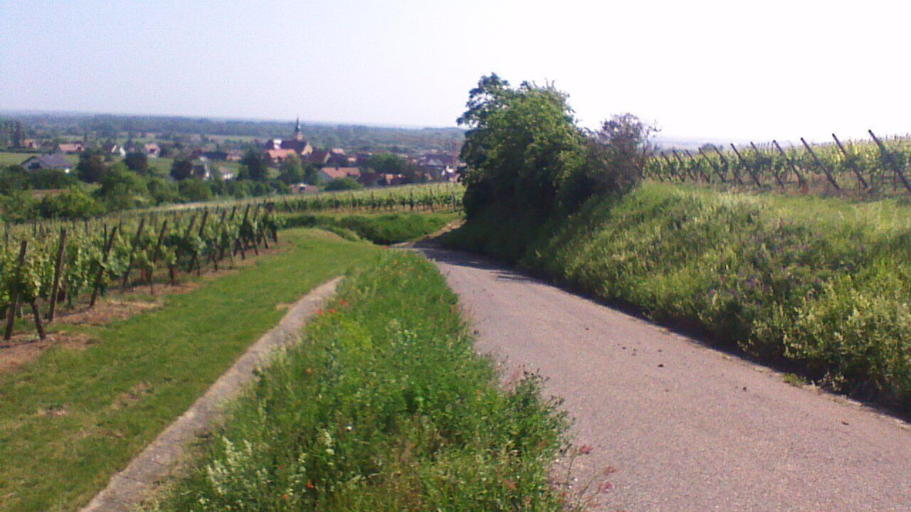 Une route de campagne sinueuse qui traverse des vignobles, avec un village qui se devine au loin.