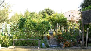 Un jardín con diversas plantas y una terraza de madera.