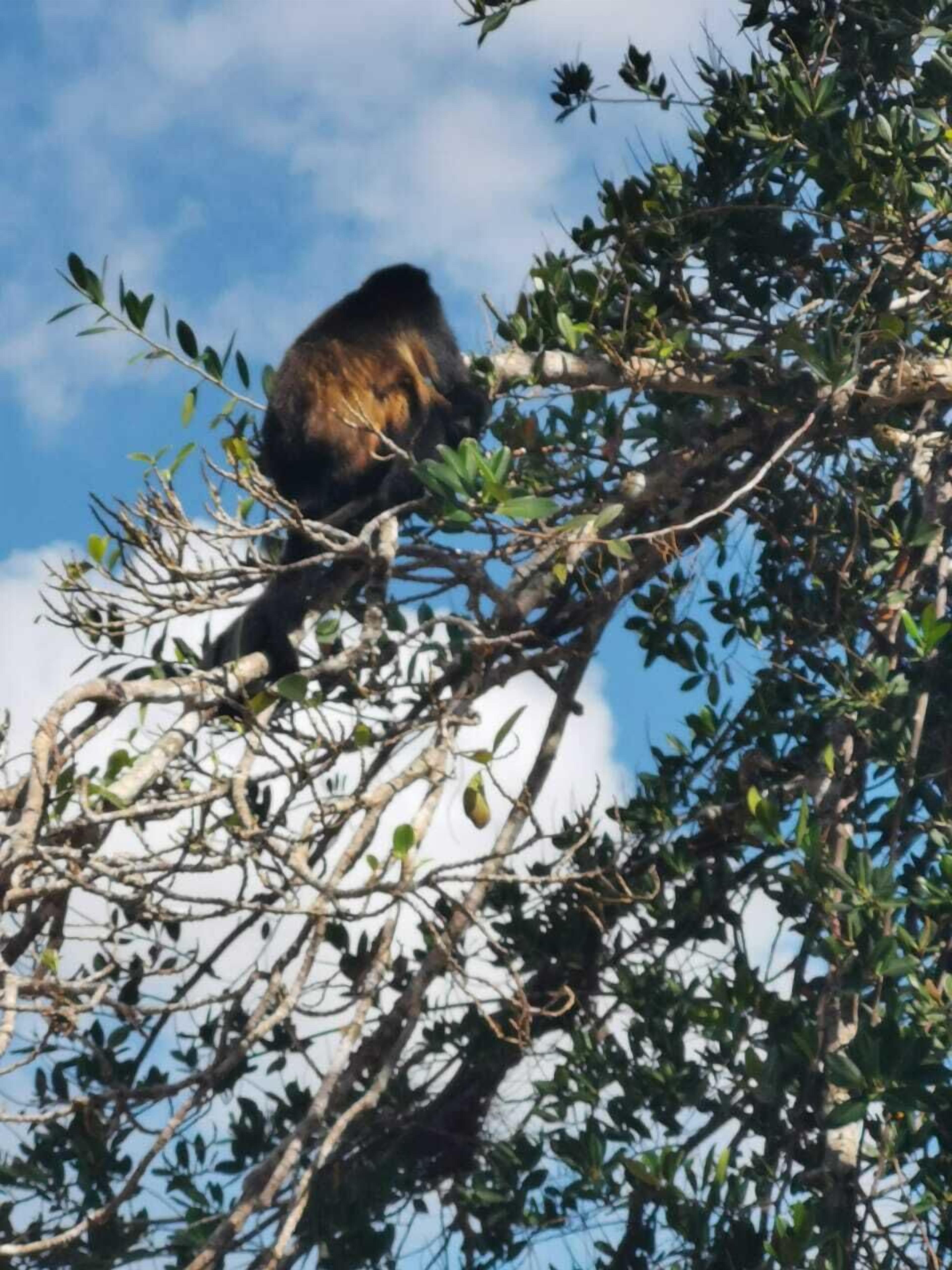 A person sitting on a tree branch.