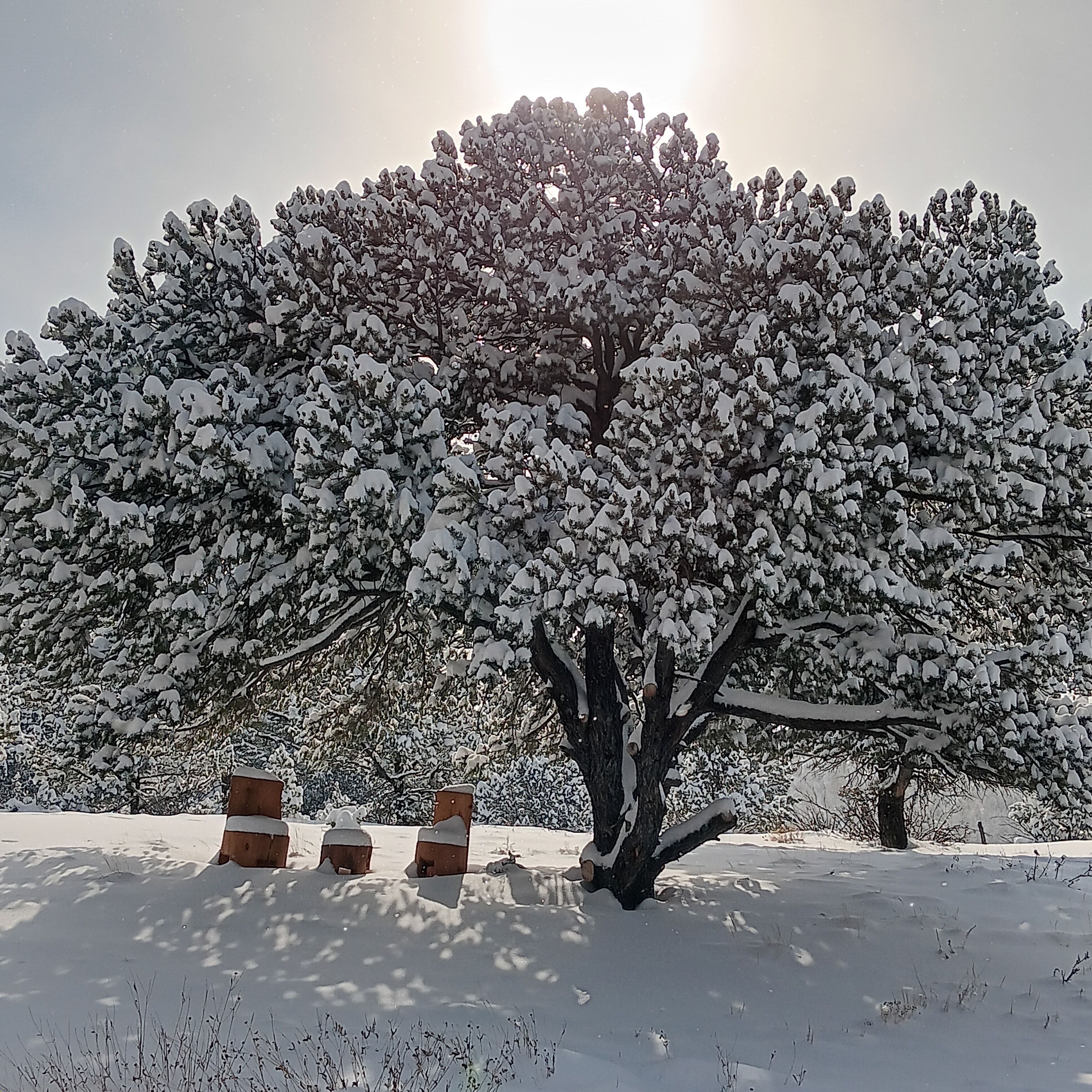 Mountain Cabin, Cozy Off-Grid Retreat near Westcliffe, CO