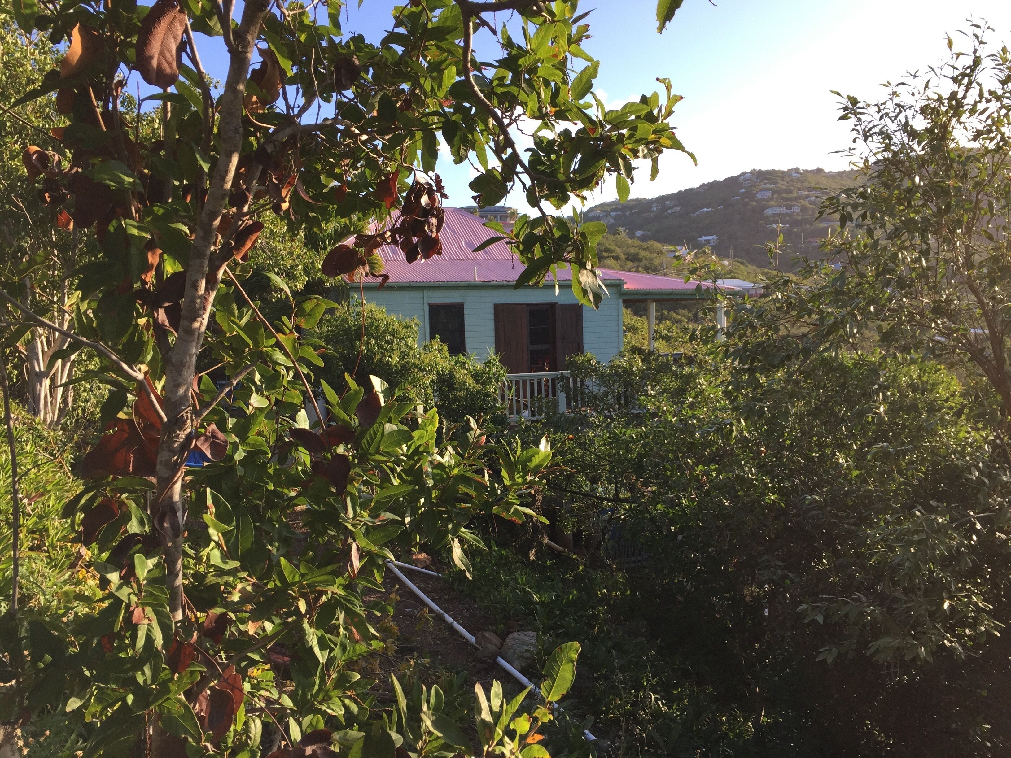 A house with a purple roof, surrounded by dense foliage and trees.