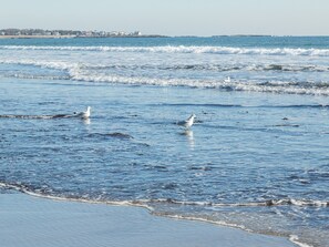 A beach with waves and seagulls. -  Sea Cottage at Fortunes Rocks (Biddeford)