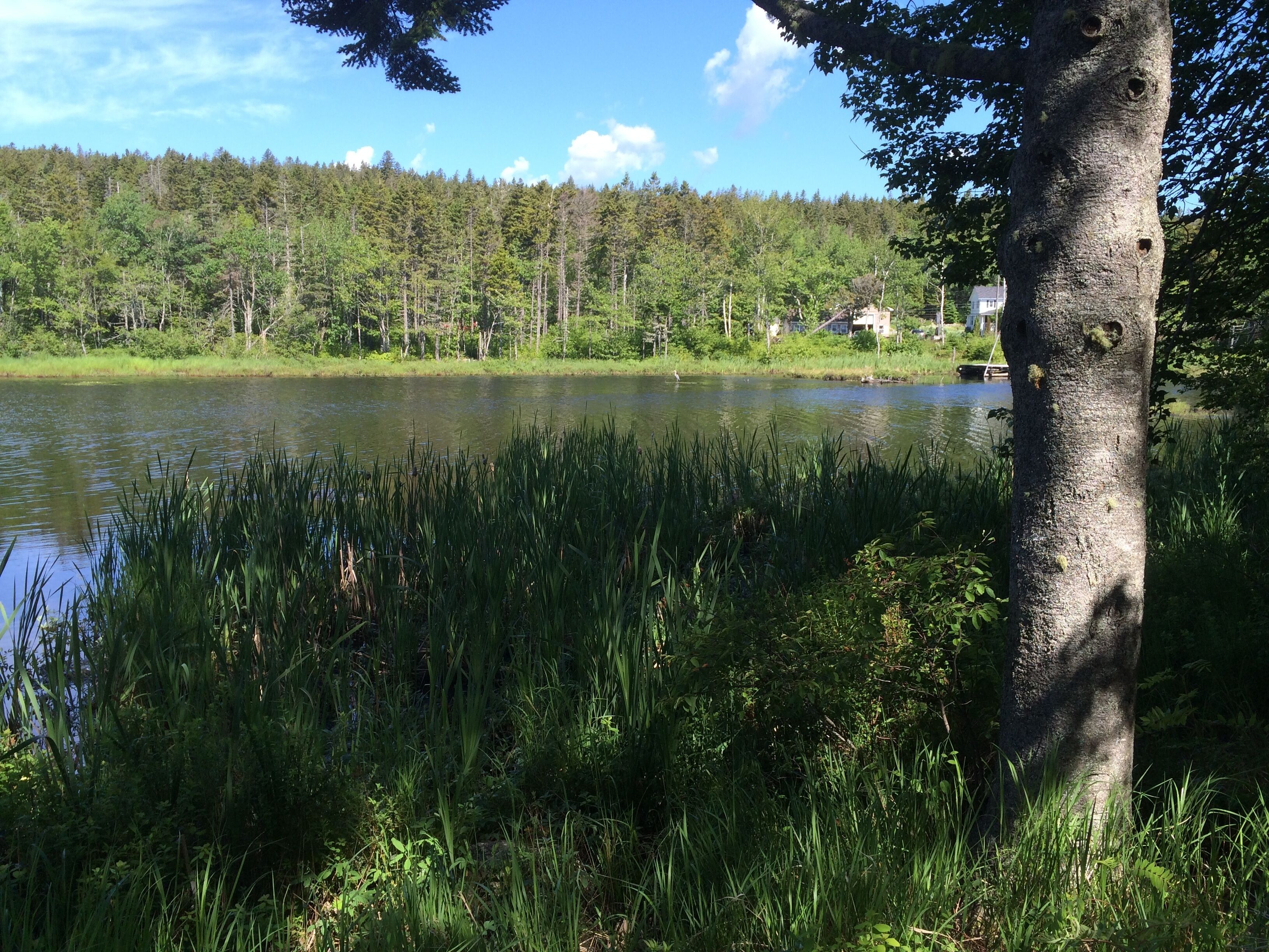 A serene lakeside view with dense greenery and a tree trunk in the foreground.