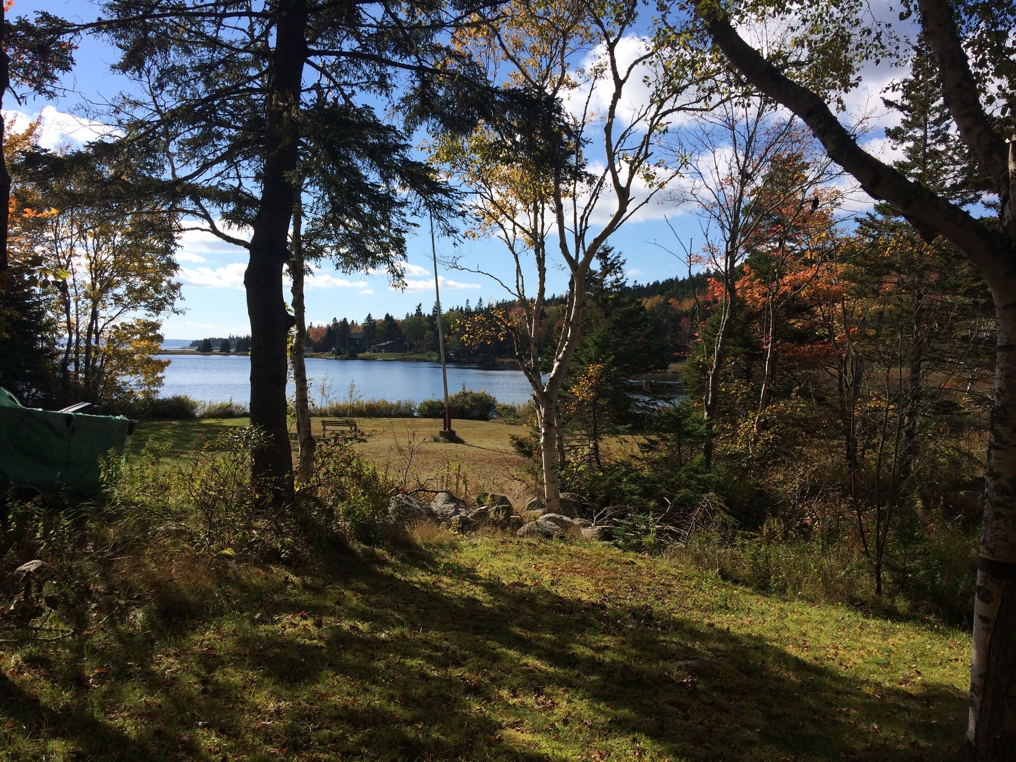A lakeside view with trees, a bench, and a grassy area.