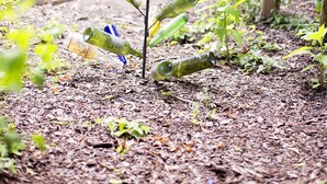 Un jardín con una planta hecha de botellas de vidrio recicladas.