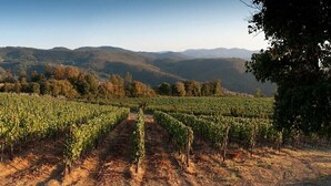 A vineyard with rows of grapevines extending into the distance, surrounded by hills. - Villa Mandorla - Tuscan farmhouse with private pool (Anghiari)