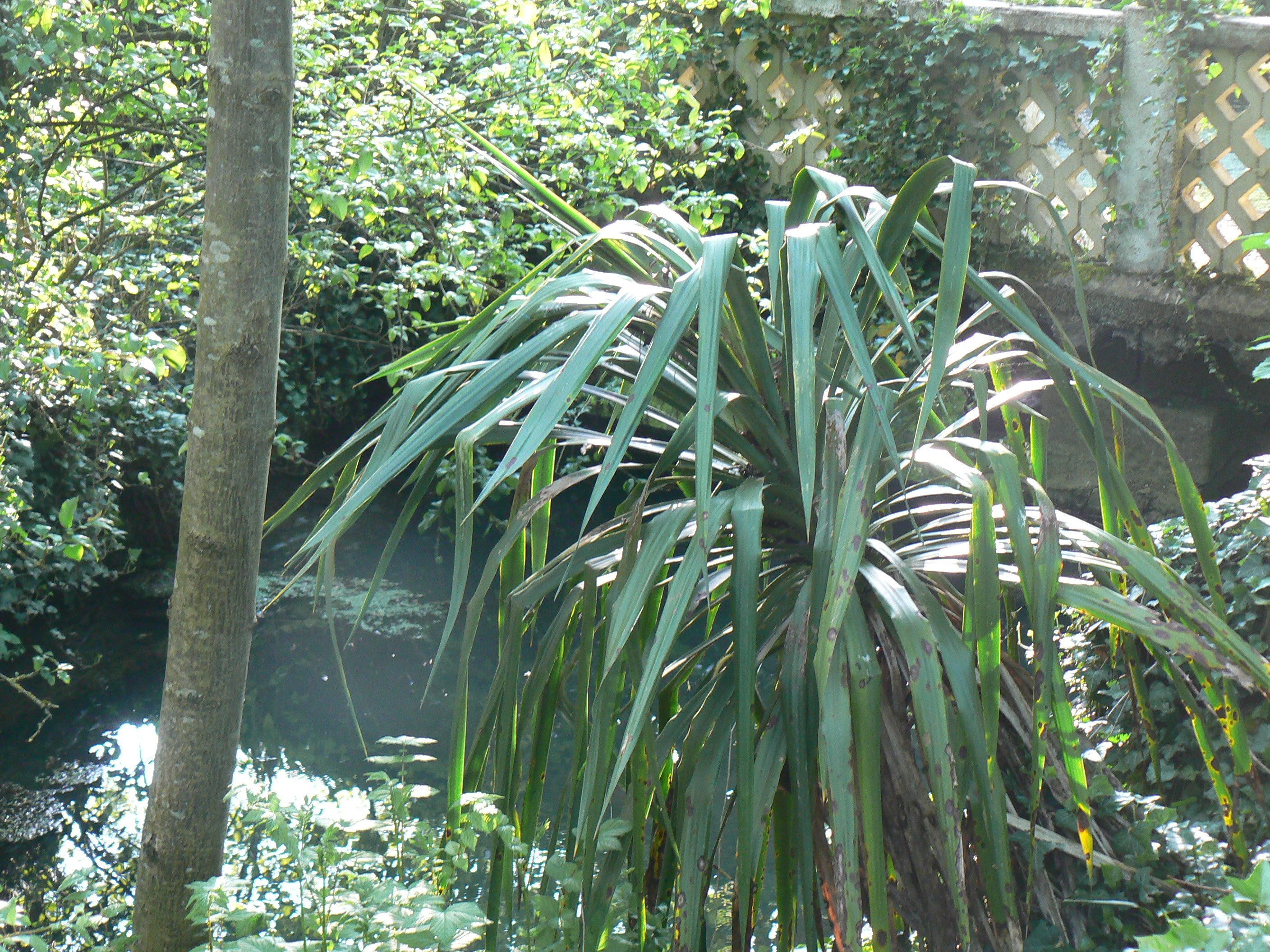 A lush green plant with long leaves in a natural setting.