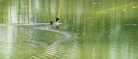 A duck swimming in a pond with reflections of trees.