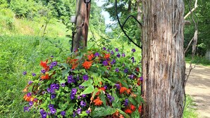 A wooden sign with the number 55, a tree, and a flower bed with purple and orange flowers.