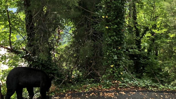Un oso negro parado en una zona pavimentada rodeada de follaje verde denso.