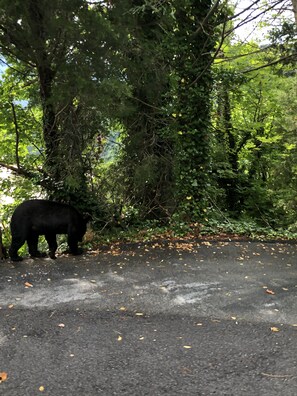 A black bear standing on a paved area surrounded by dense green foliage. - Bearadise! Sleeps up to 4. Great for small families  (Gatlinburg)
