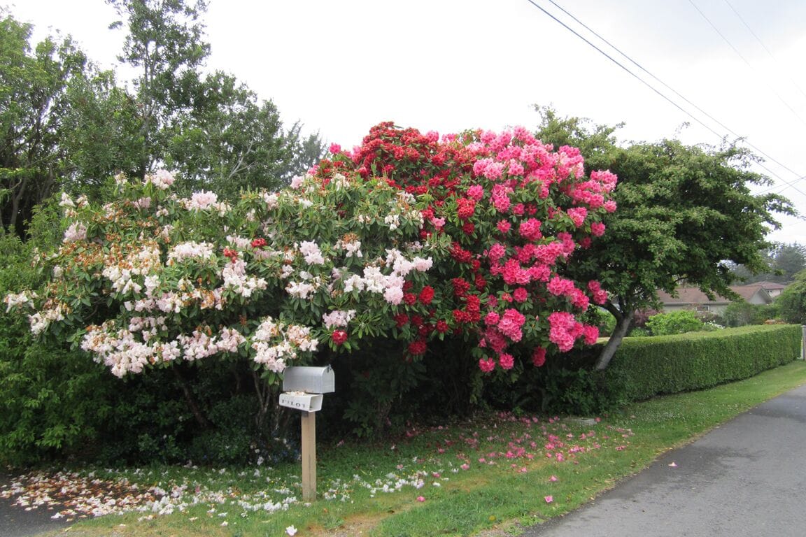 Un jardin où s’épanouissent des fleurs roses et blanches, une boîte aux lettres et une haie le long d’une route.
