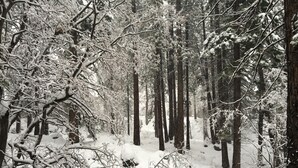 A snowy forest scene with tall trees and a wooden deck. - Peaceful Creekside Retreat with Pool Access, Family-Friendly (Incline Village)