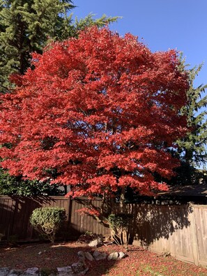 Terrace/patio - Orchid House near Vancouver YVR Airport (Richmond)