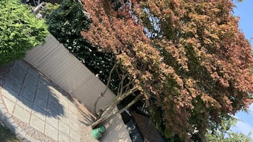 A paved pathway leading to a building with a tree displaying autumn foliage.