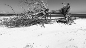 Un arbre tombat en una zona sorrenca sota un cel serè.