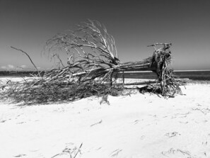 Sun-loungers, beach towels - The Tidal Flat on Sapelo. Scenic ferry ride takes you to a different world. (Sapelo Island)