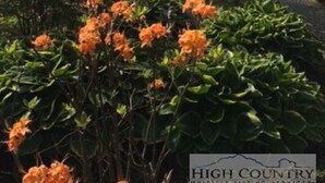 A residential area with multiple houses, a well-maintained garden with orange flowers, and a clear sky. - HIGH MOUNTAIN CONDO--PANORAMIC VIEWS! (Seven Devils)