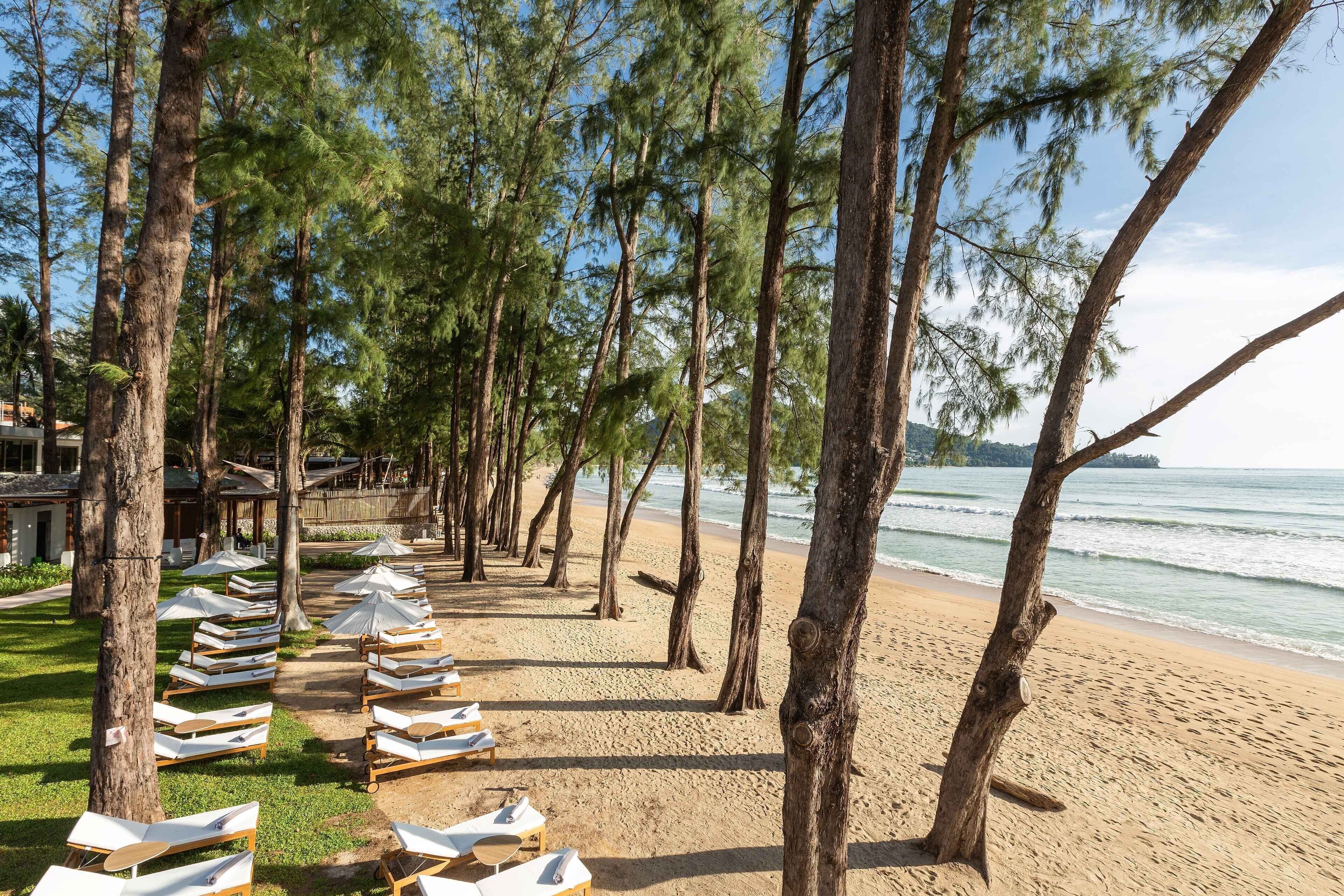 A beach with rows of sun loungers and tall trees.