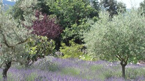 Een lavendelveld met bomen en verschillende struiken.