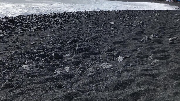 En stenet strand med bølger, en klar himmel og en række træer i baggrunden.
