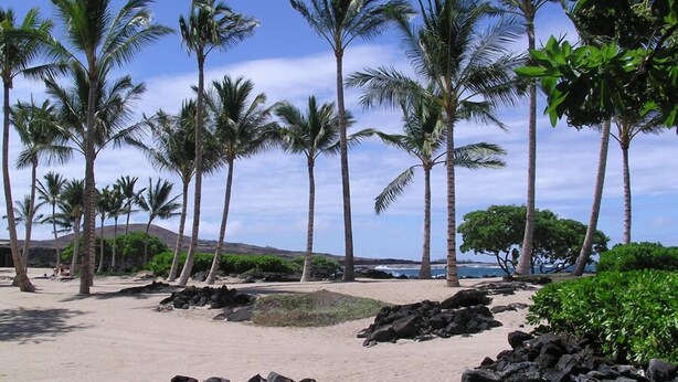 A beach with palm trees, a rocky area, and a clear sky. - One Bedroom, First Floor, Fully Furnished Condo (Kailua-Kona)