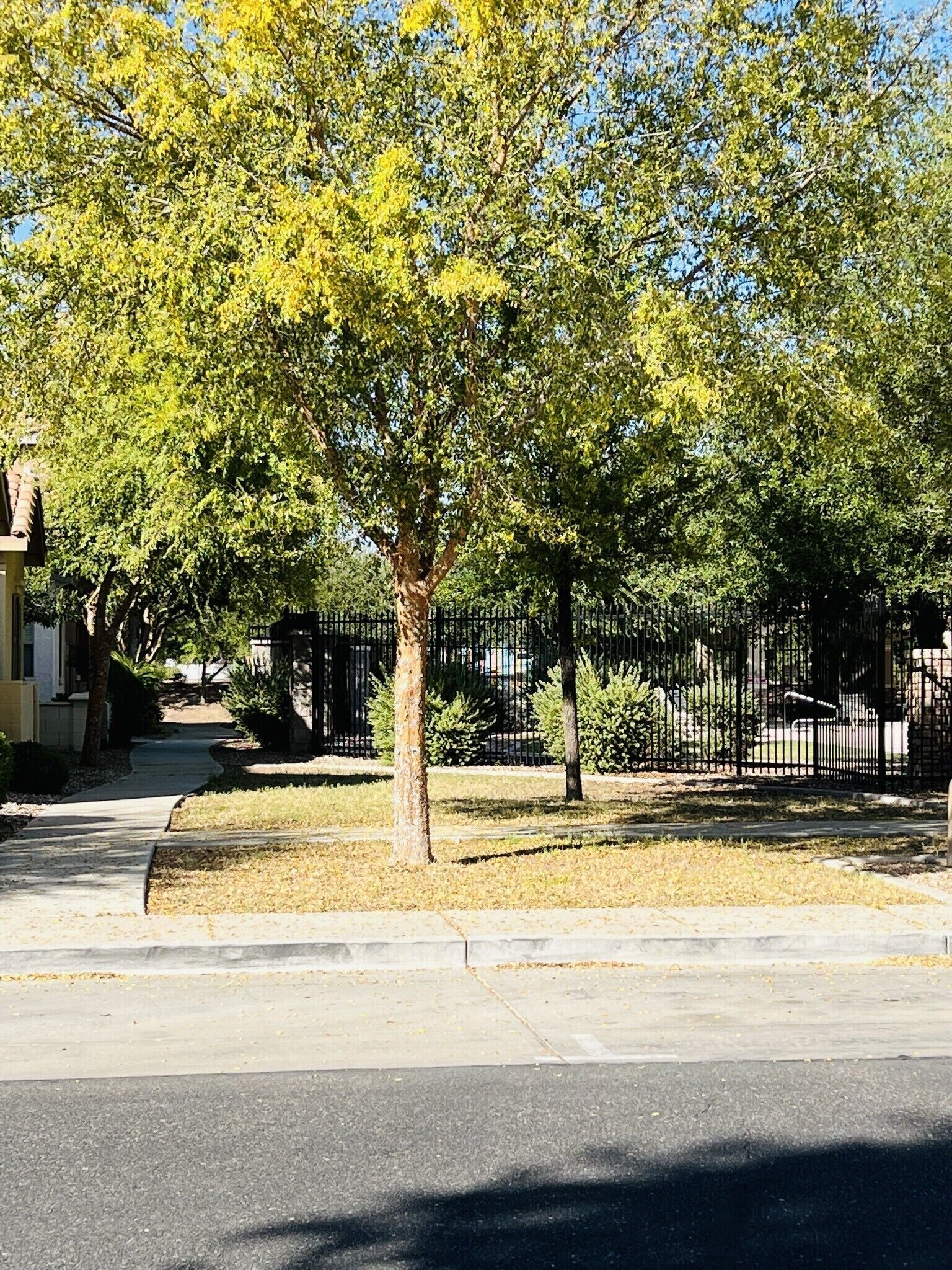 Une rue bordée d’arbres, avec un trottoir et une clôture en métal noir en arrière-plan.