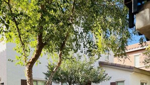 A residential area with a white building, a tree, and a palm tree.