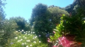 Un jardín con diversas plantas y flores, estructuras de madera y un cielo azul despejado.